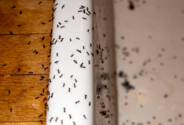 Reliable Winter Springs, FL Pest Control Solutions