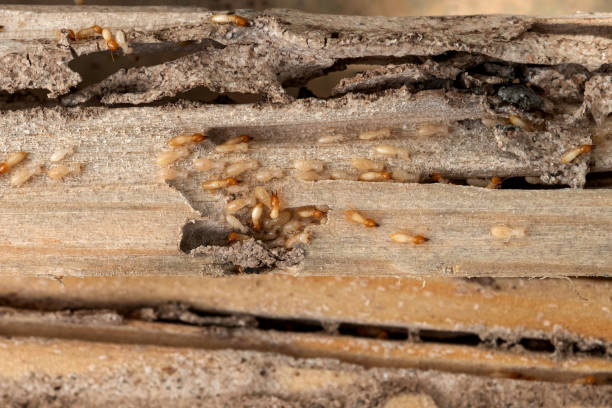 Best Commercial Pest Control Services  in Winter Springs, FL